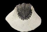 Bargain, Hollardops Trilobite - Visible Eye Facets #119820-2